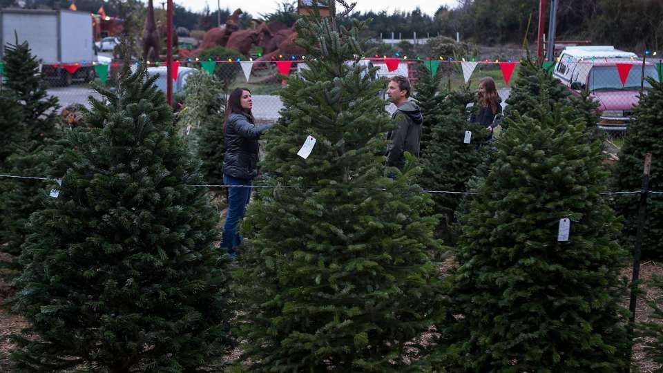 City of Elmira Begins Christmas Tree Pickup WENY News