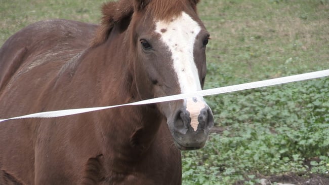 weny news local news local farm to launch anxiety focused therapeutic riding program