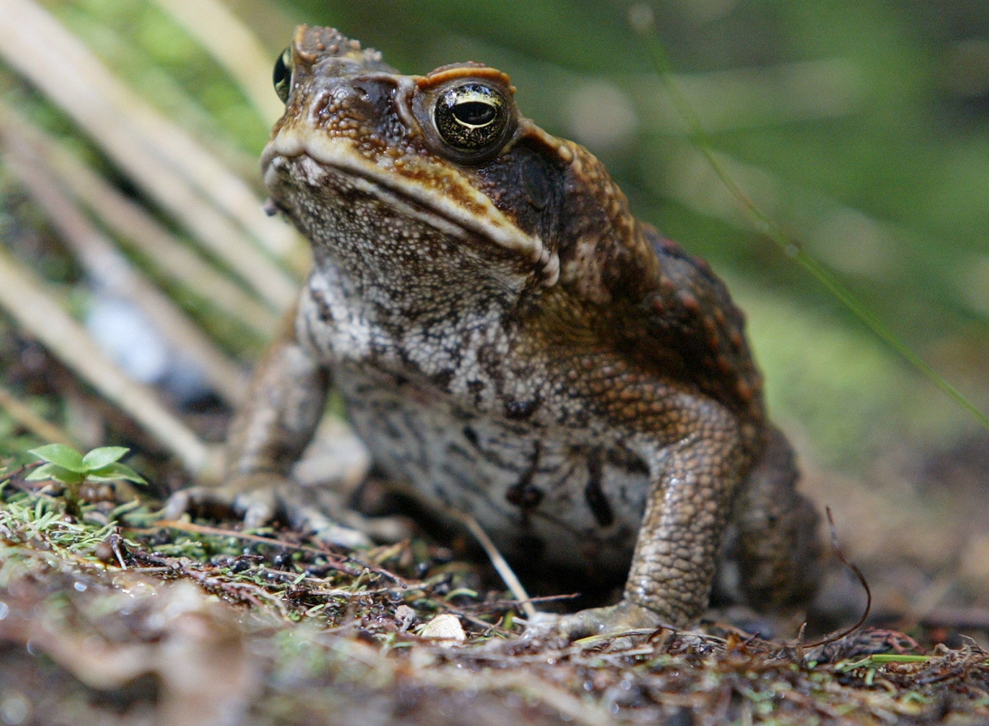 Poisonous Toads Infest Suburban Florida Neighborhood Weny News 0763