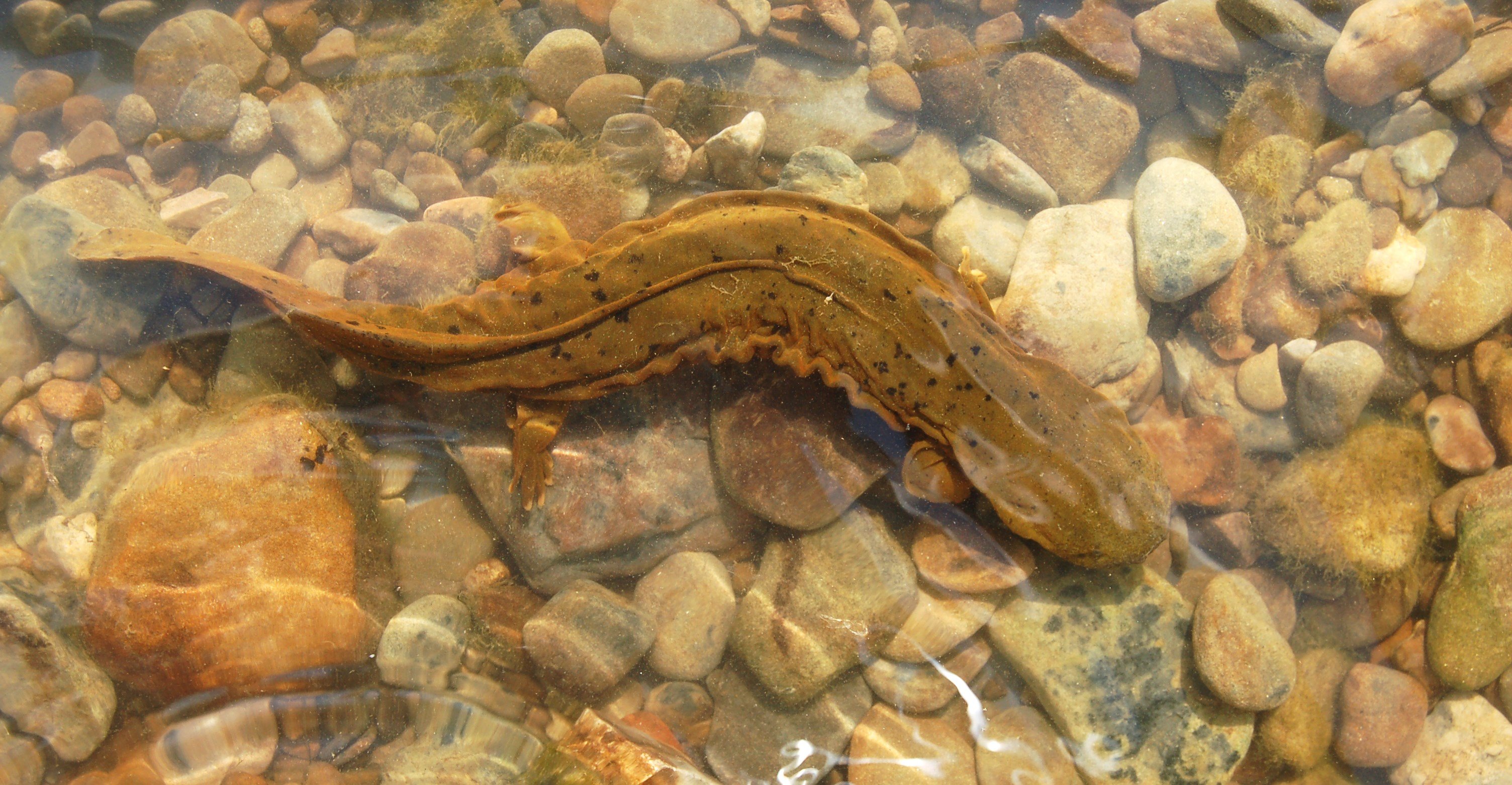 Eastern hellbender voted Pennsylvania's official amphibian - WENY News