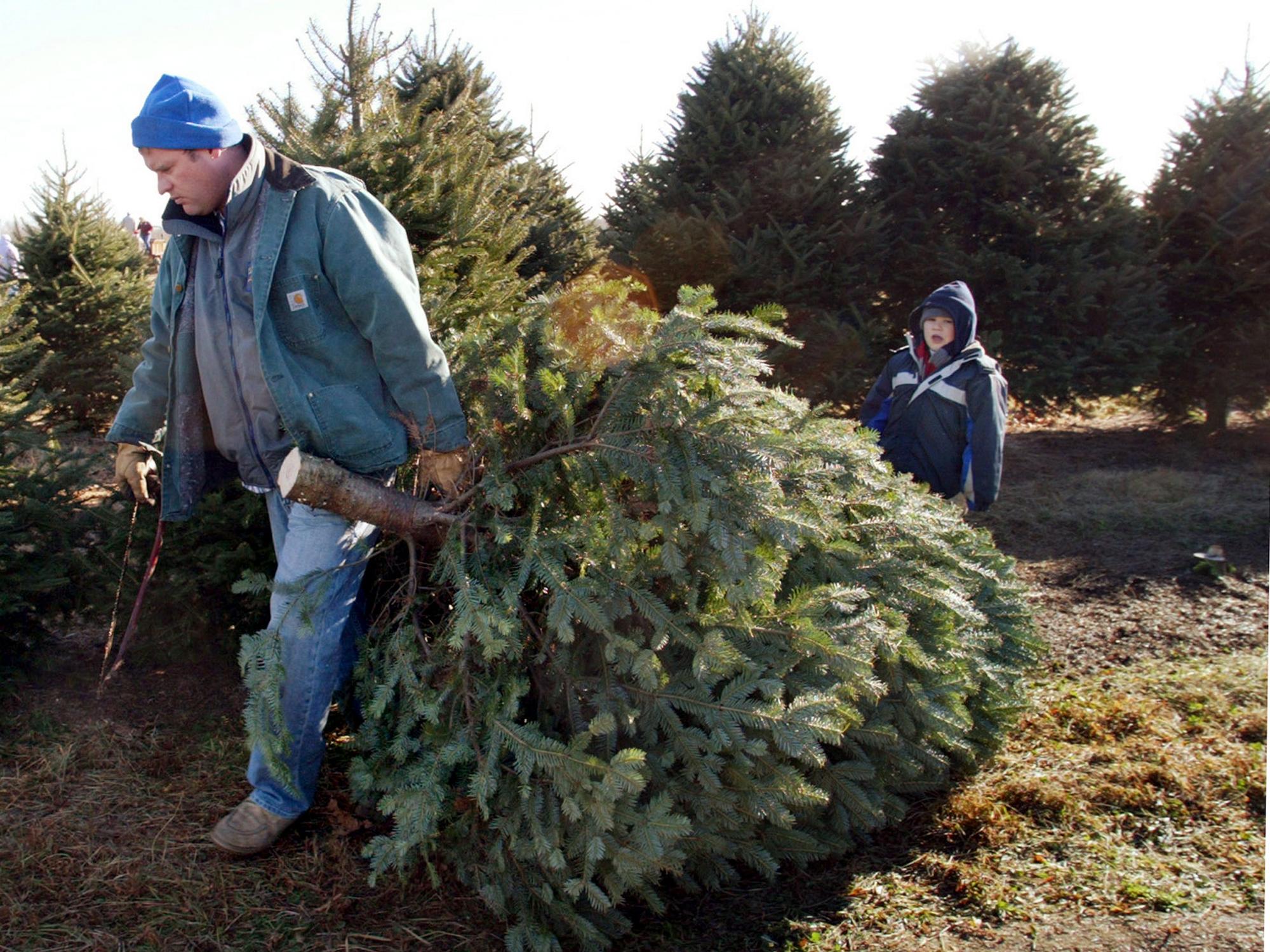 NYS Grown & Certified trees to be on display in state centers