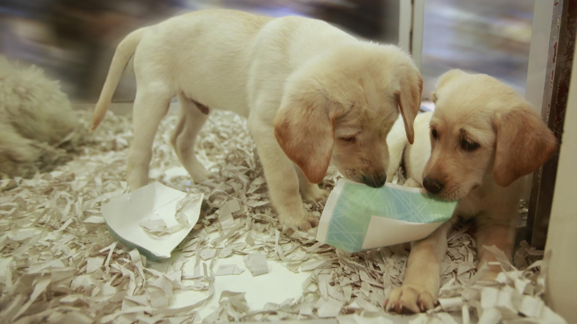 pet store near wegmans