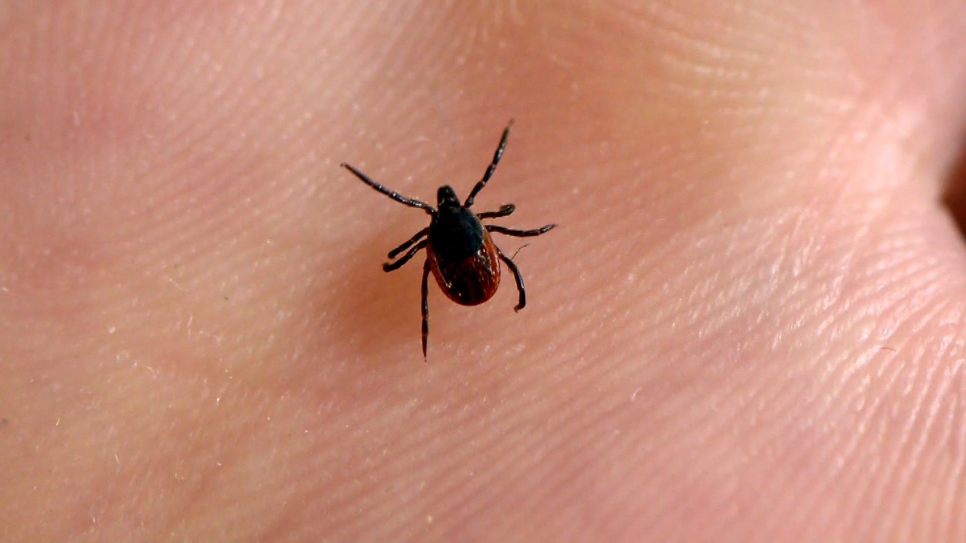 Ticks and how to protect against them WENY News