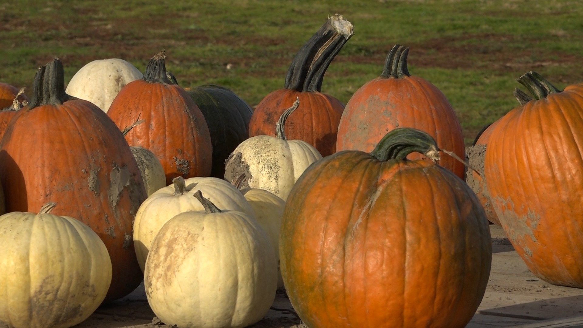 How to keep your pumpkins lasting longer WENY News