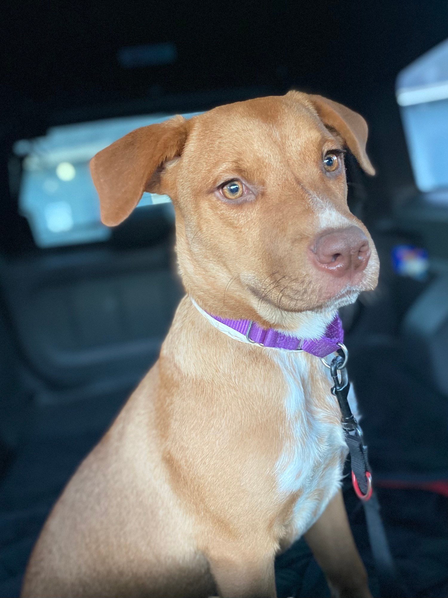 Red nose pitbull labrador hot sale mix