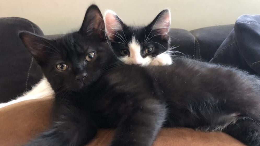 Free veterinary clinic in Ithaca on Monday - WENY News Free veterinary clinic in Ithaca on Monday - WENY News