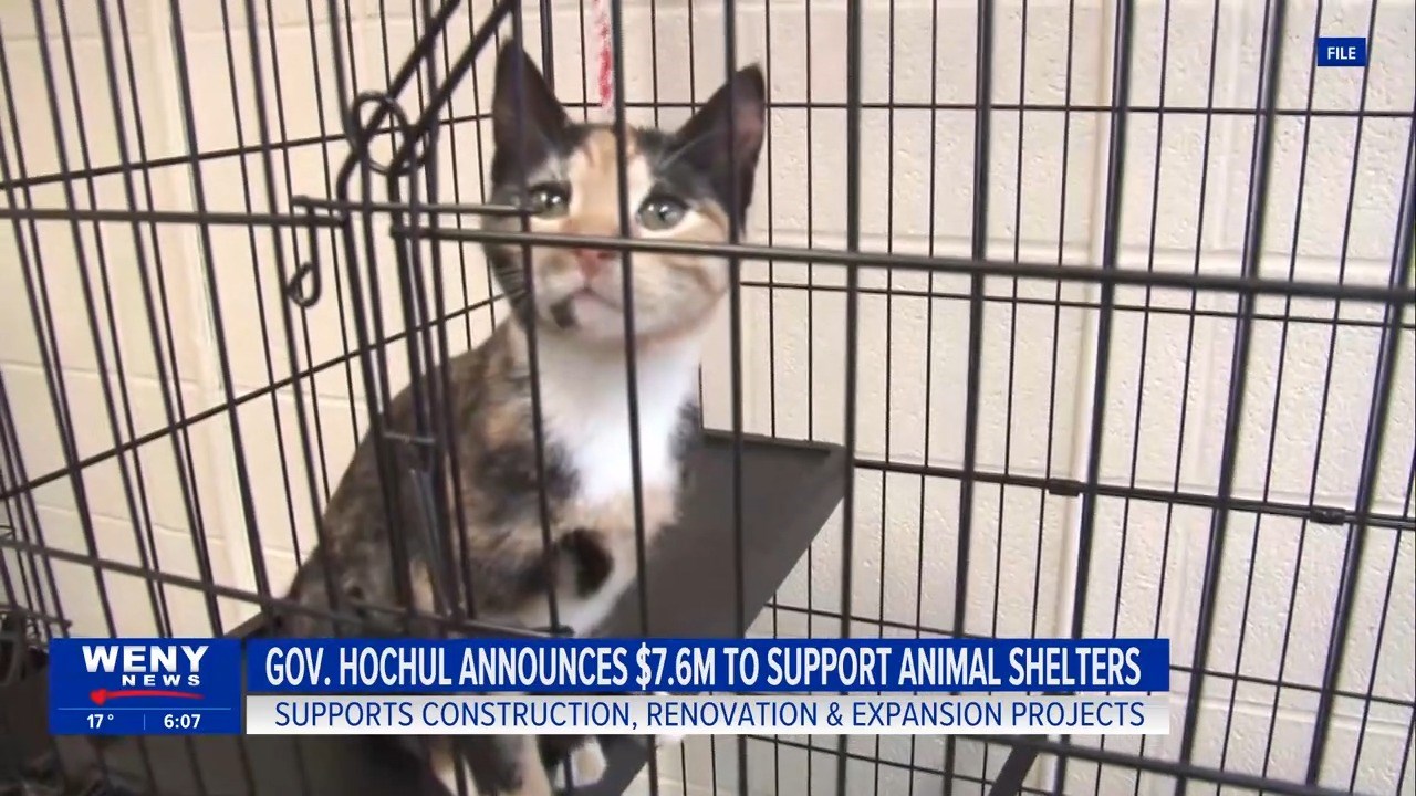 Gov. Hochul announces $ to support animal shelter improvemen - WENY News