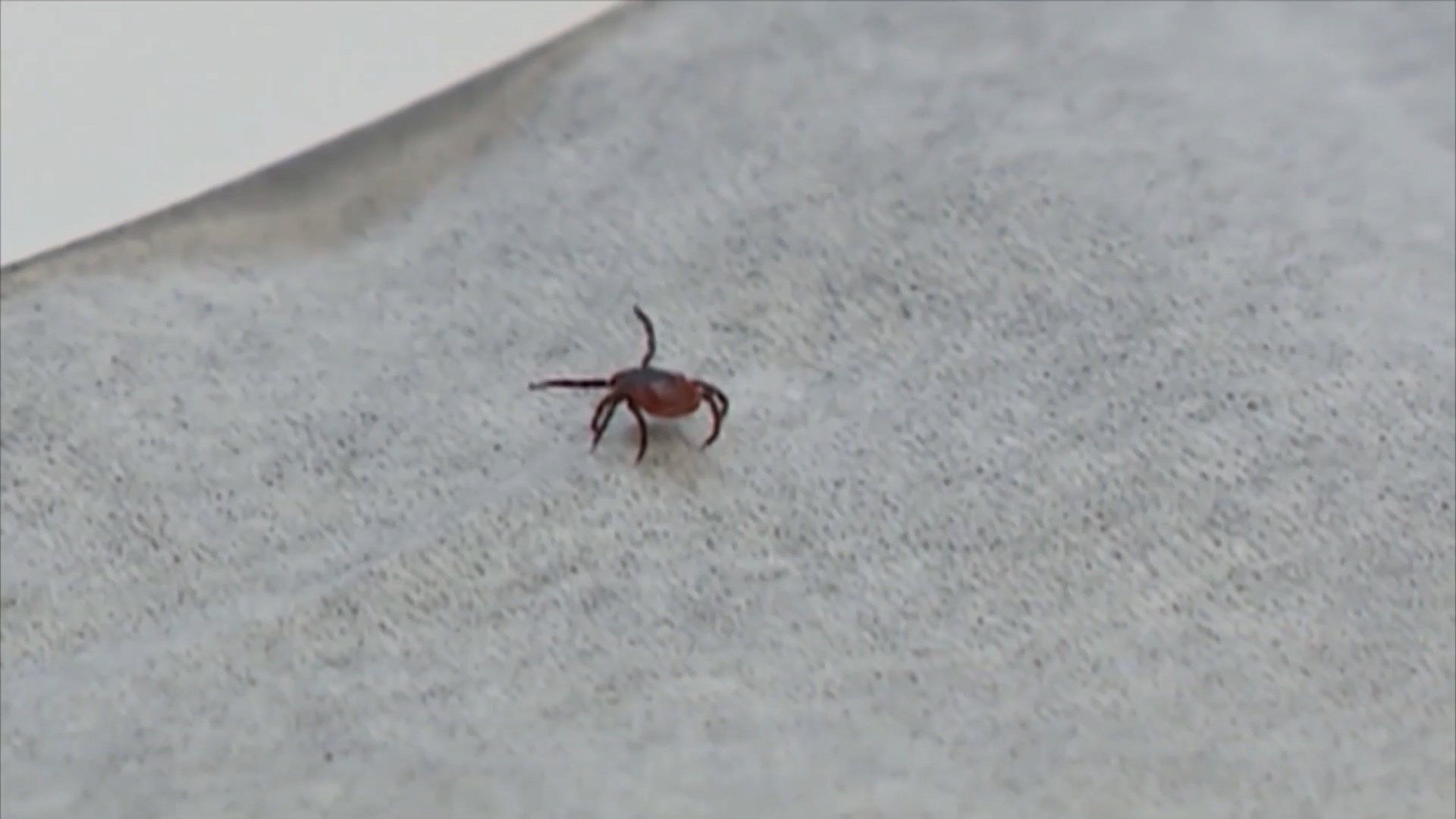 Guthrie seeking Volunteers for Lyme Disease Vaccine Study WENY News