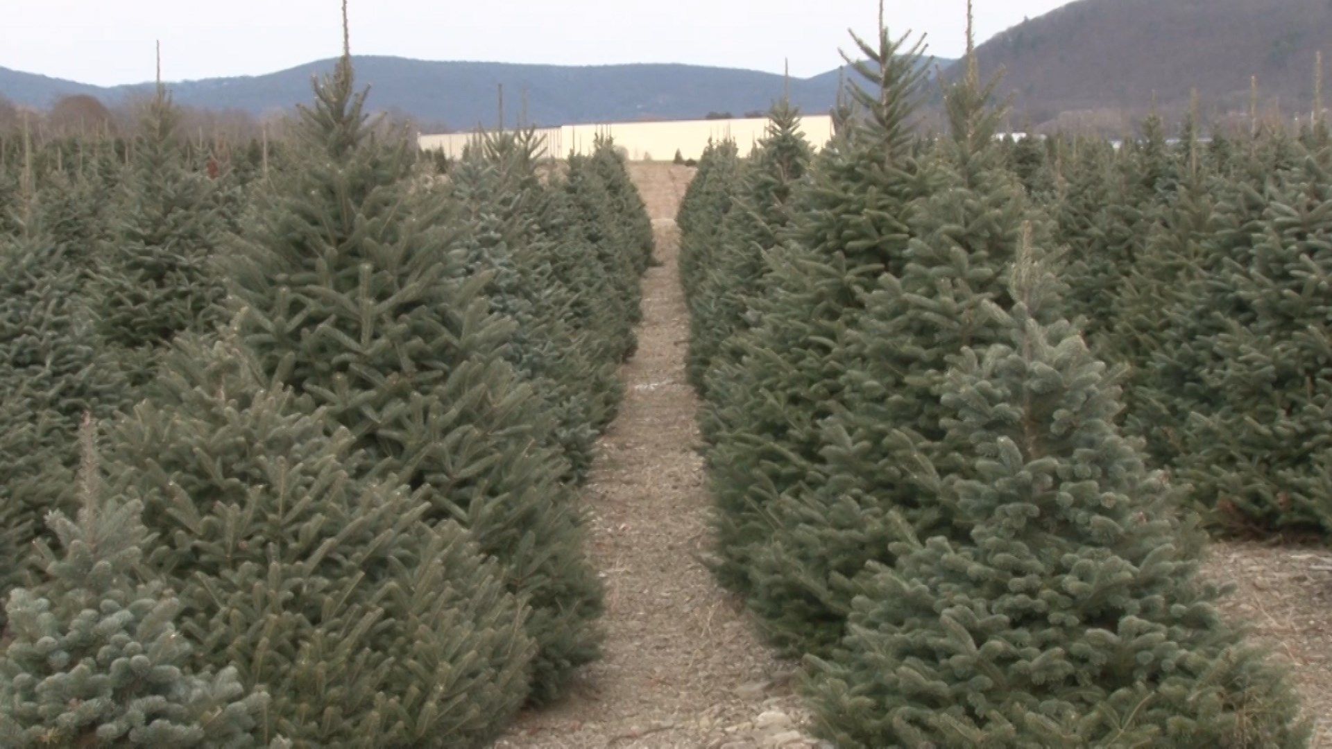 Disposing Christmas trees in an environmentally friendly way WENY News