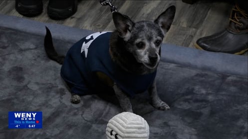 Meet Tori, WENY's Pet of the Week!