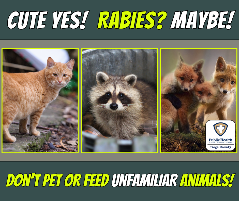 Do Raccoons Kill Cats: Shocking Truths Every Pet Owner Must Know